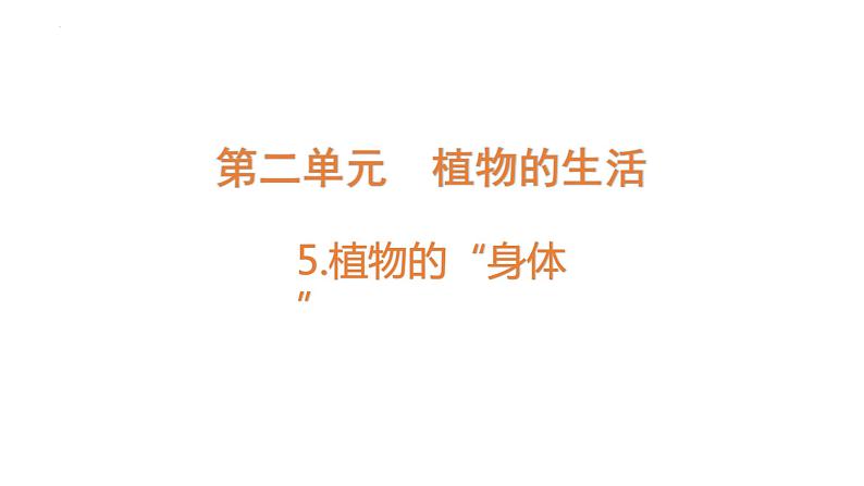 第5课 植物的“身体 (含练习)课件 三年级科学上册 青岛六三制第1页