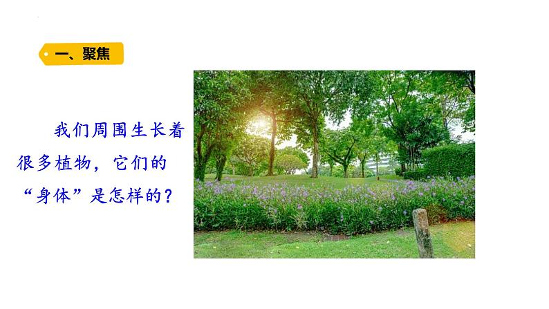 第5课 植物的“身体 (含练习)课件 三年级科学上册 青岛六三制第2页