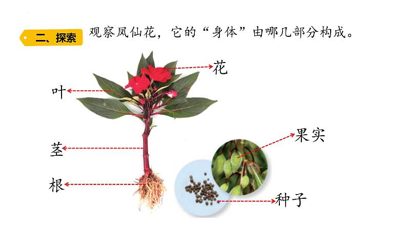 第5课 植物的“身体 (含练习)课件 三年级科学上册 青岛六三制第3页