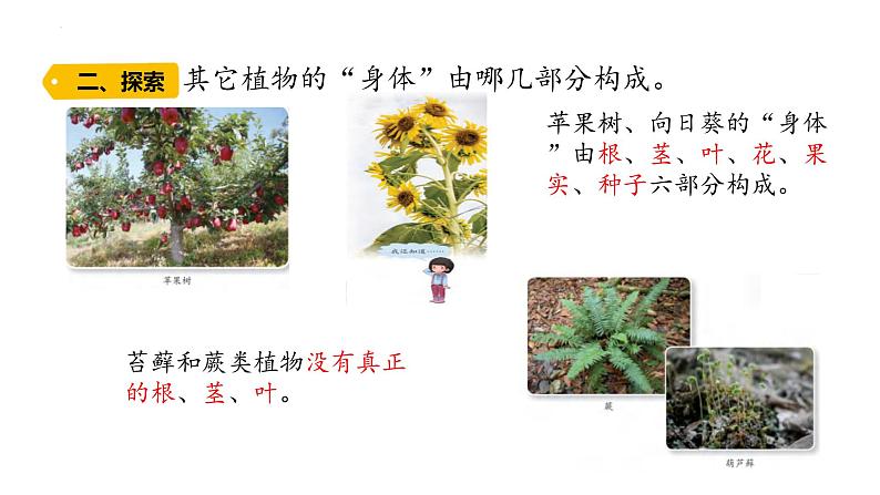 第5课 植物的“身体 (含练习)课件 三年级科学上册 青岛六三制第4页
