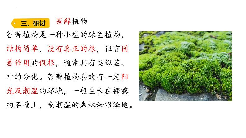 第5课 植物的“身体 (含练习)课件 三年级科学上册 青岛六三制第7页