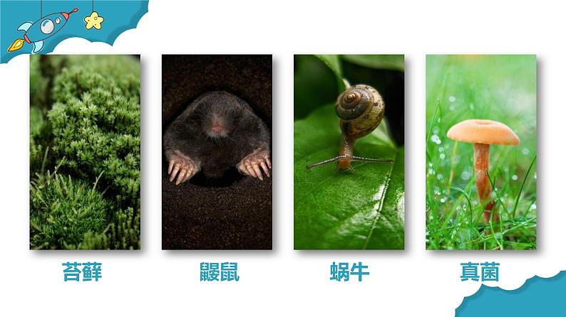 教科版二年级科学上册课件2土壤——动植物的乐园第8页