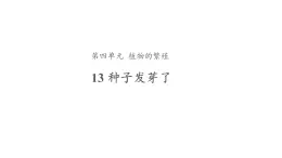 13、种子发芽了+三年级下册科学+青岛版课件PPT