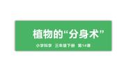 小学科学青岛版 (六三制2017)三年级下册14 植物的“分身术”授课ppt课件
