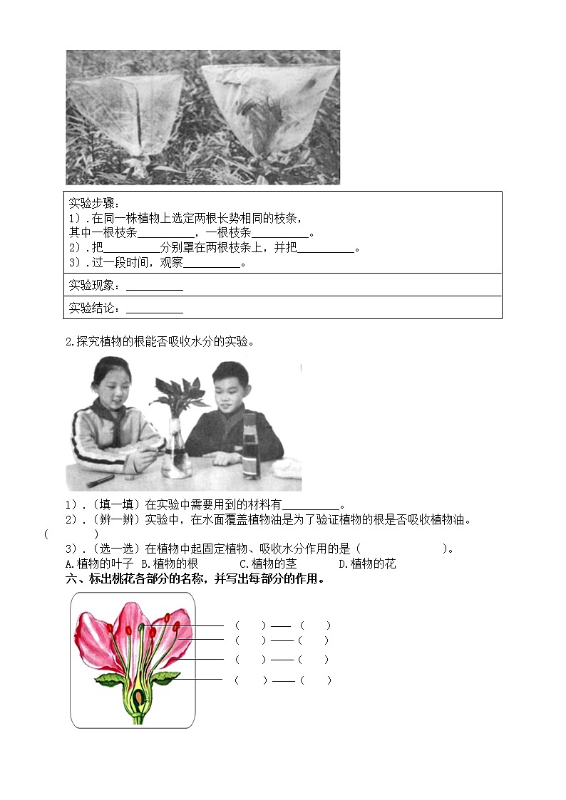 小学科学青岛版六三制三年级上册第二单元《植物的生活》练习题2(附参考答案)(2022秋)第2页