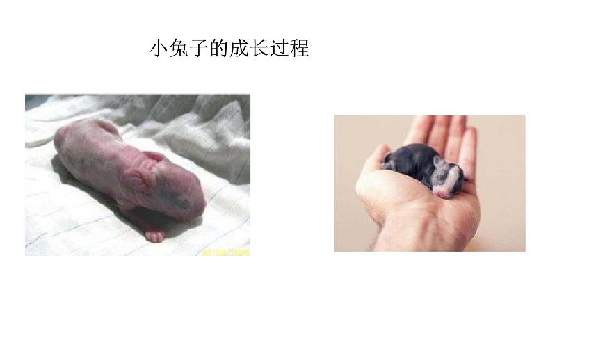 蘇科版科學(xué)一年級下冊課件動物.人第7頁