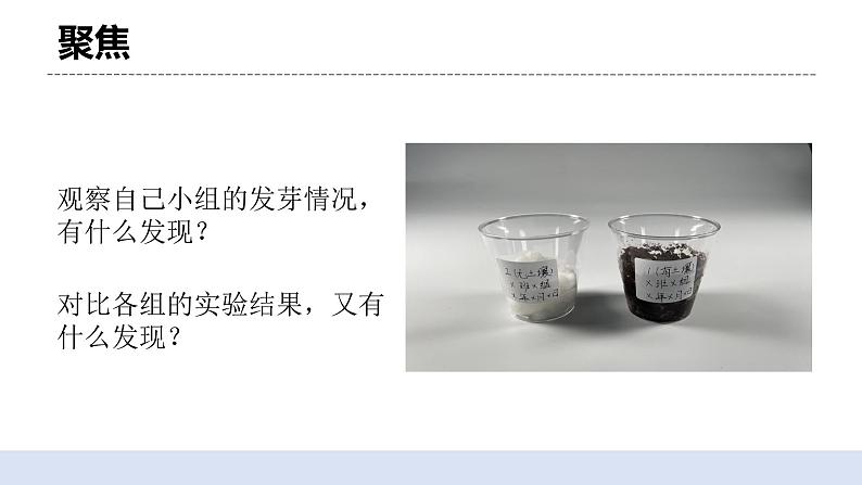 1.2 比较种子发芽实验 课件第4页