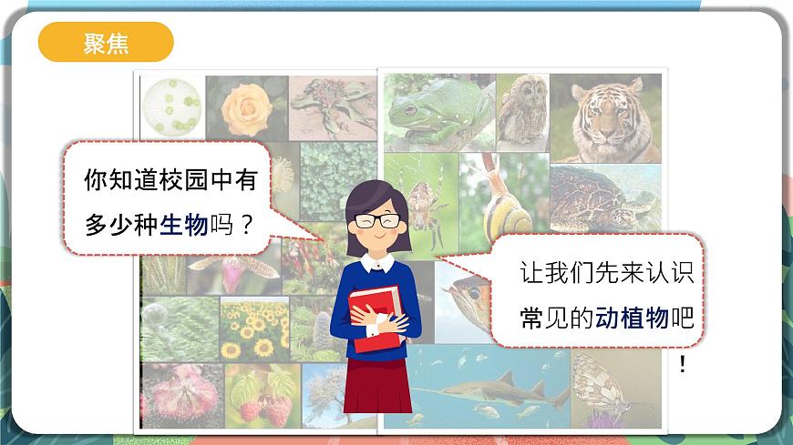 2.1《校園生物大搜索》課件 第5頁
