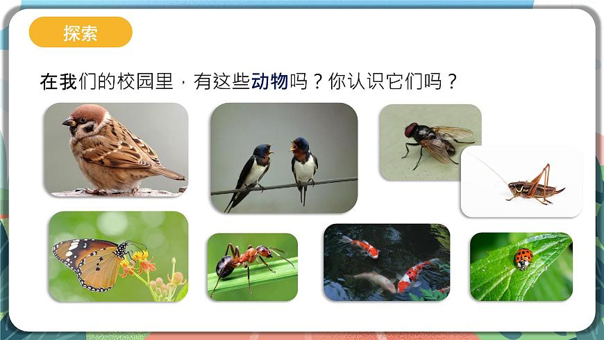 2.1《校園生物大搜索》課件 第7頁