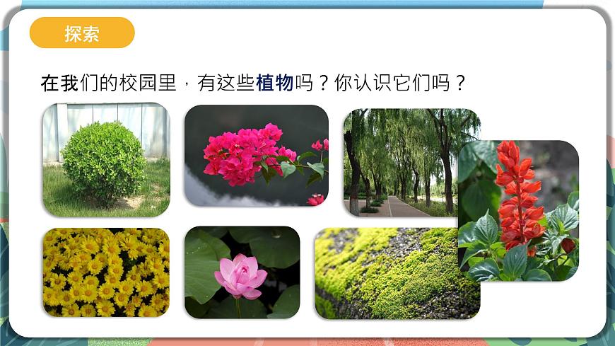 2.1《校園生物大搜索》課件 第8頁