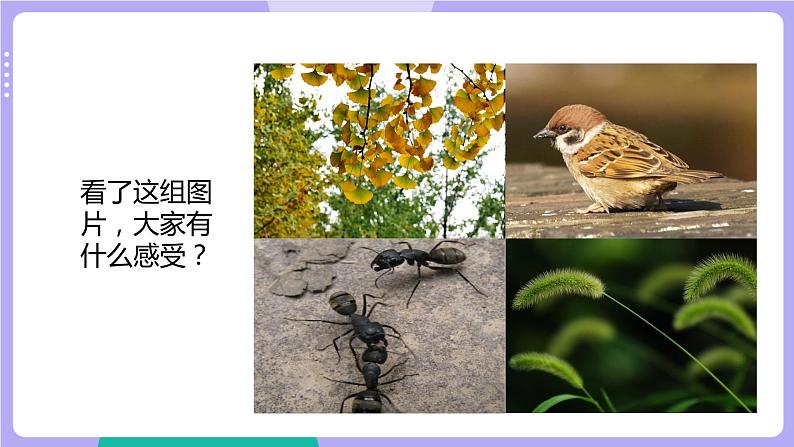 2.1 校园生物大搜索(课件+教案+视频素材)02