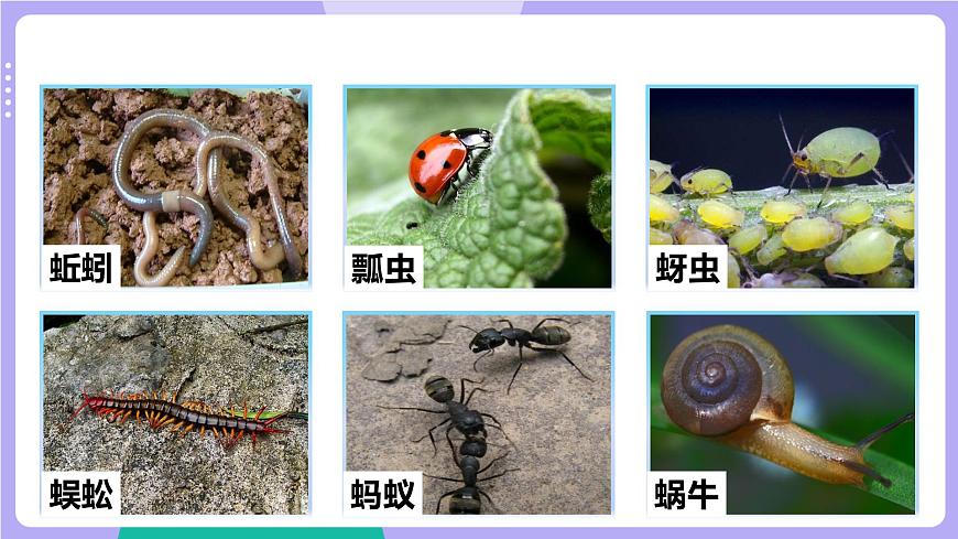 第1課時  校園生物大搜索第6頁