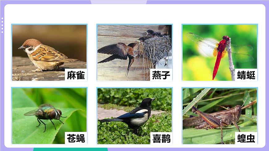 第1課時  校園生物大搜索第7頁