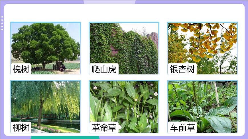 第1課時  校園生物大搜索第8頁