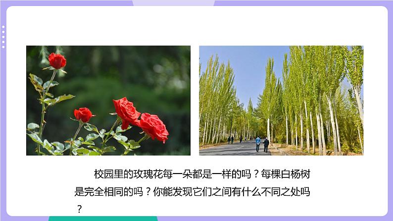 第3课时 形形色色的植物第3页