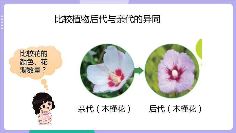 第3课时 形形色色的植物第4页