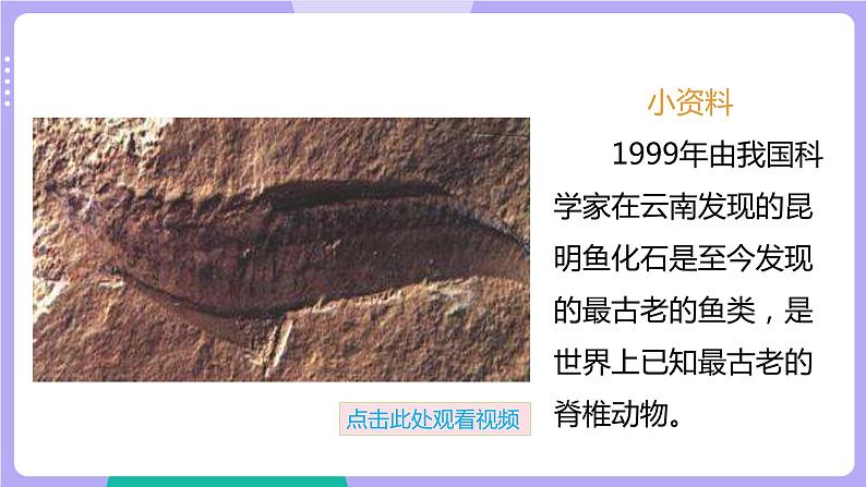 第6课时 古代生物的多样性第4页