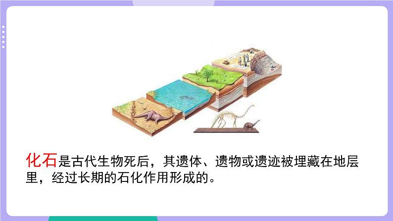 第6课时 古代生物的多样性第6页