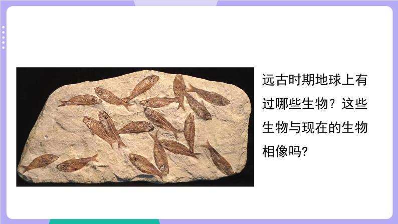 第6课时 古代生物的多样性第7页