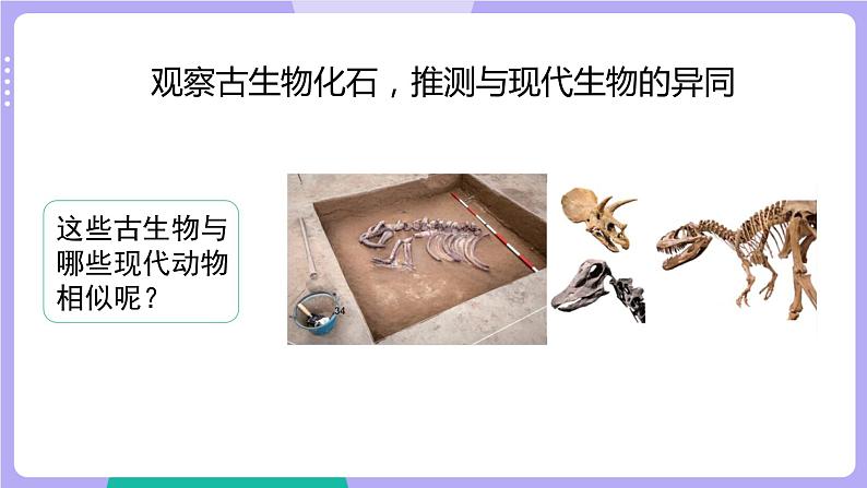 第6课时 古代生物的多样性第8页