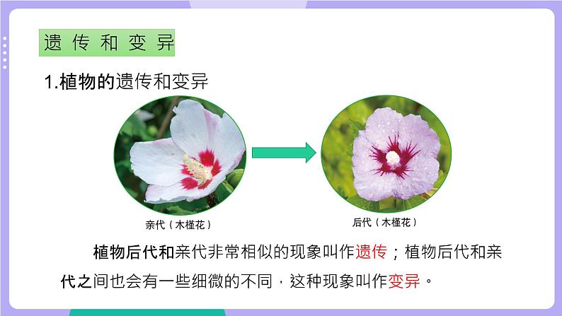 教科版科学六下 第二单元 生物的多样性(单元复习课件)08