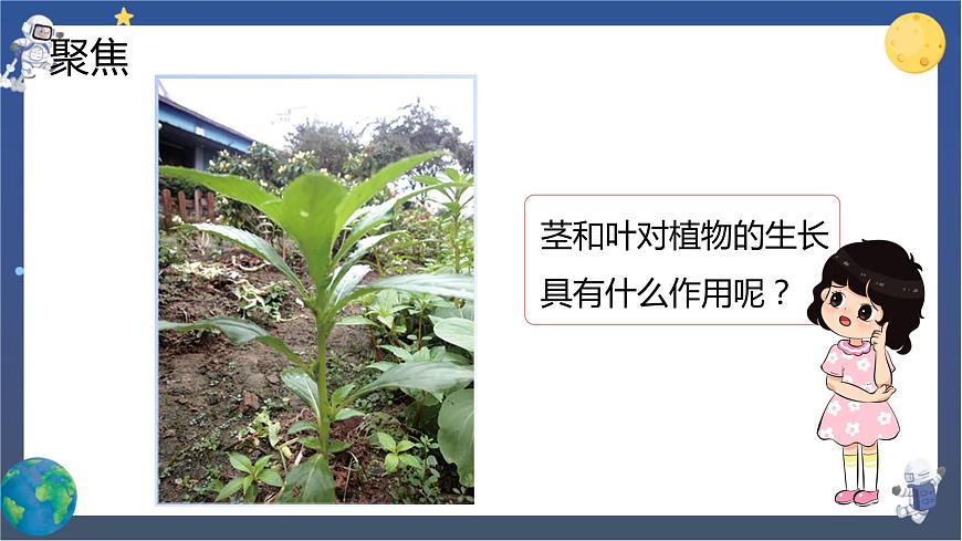 第4課時 莖和葉第2頁