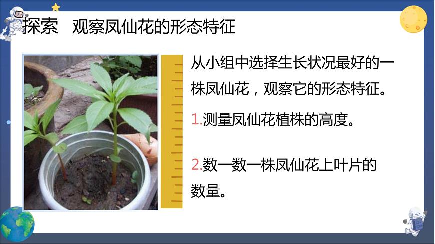 第4課時 莖和葉第3頁