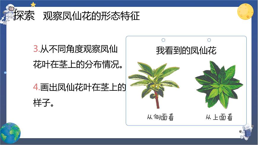 第4課時 莖和葉第4頁