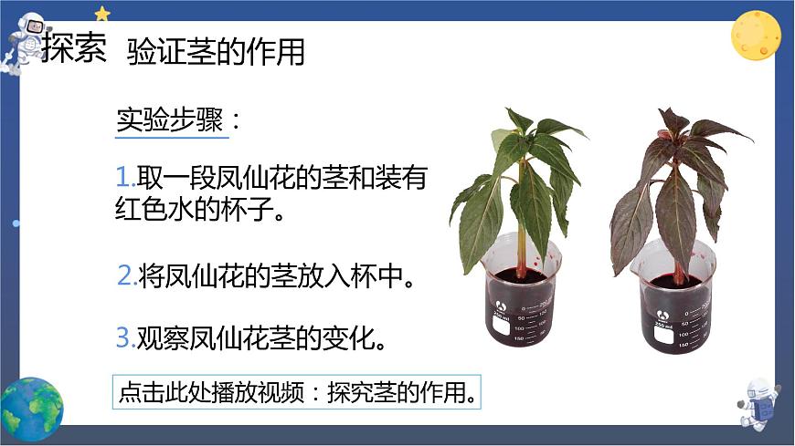 第4課時 莖和葉第6頁