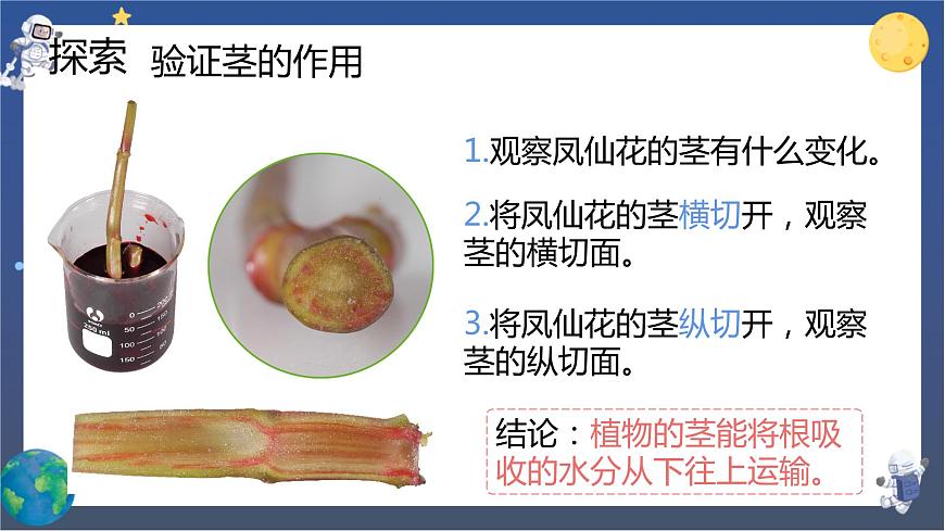 第4課時 莖和葉第7頁