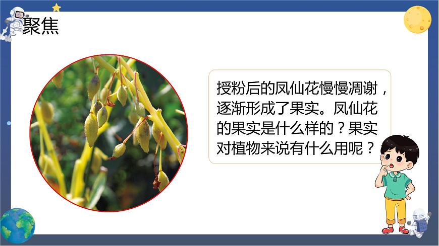 第6課時(shí) 果實(shí)和種子第2頁