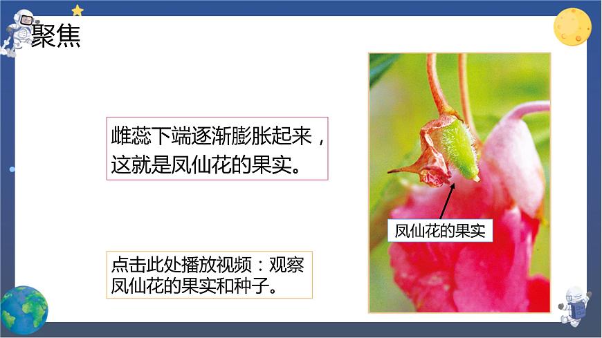 第6課時(shí) 果實(shí)和種子第3頁