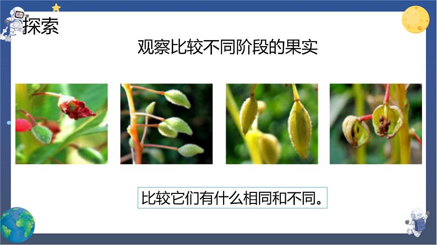 第6課時(shí) 果實(shí)和種子第4頁