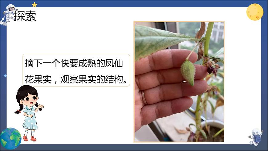 第6課時(shí) 果實(shí)和種子第5頁