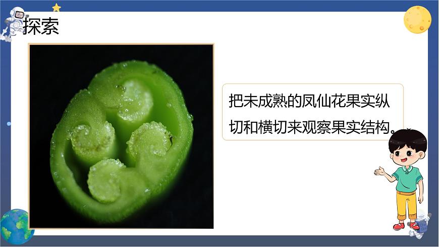 第6課時(shí) 果實(shí)和種子第6頁