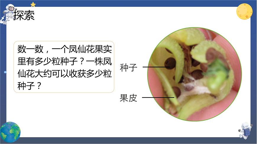 第6課時(shí) 果實(shí)和種子第7頁