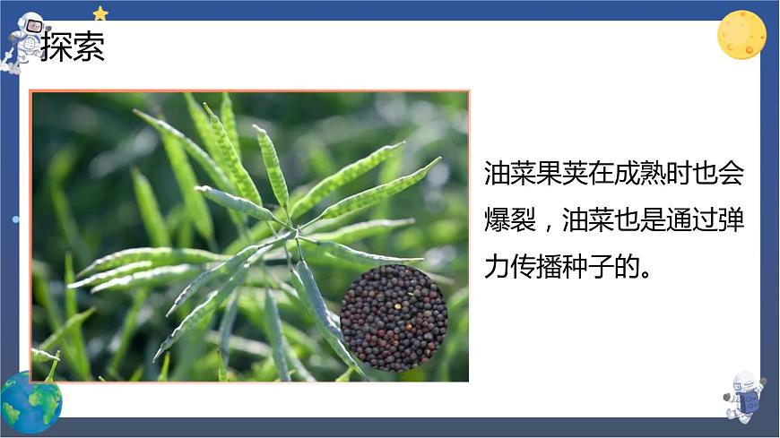 第7課時 種子的傳播第6頁