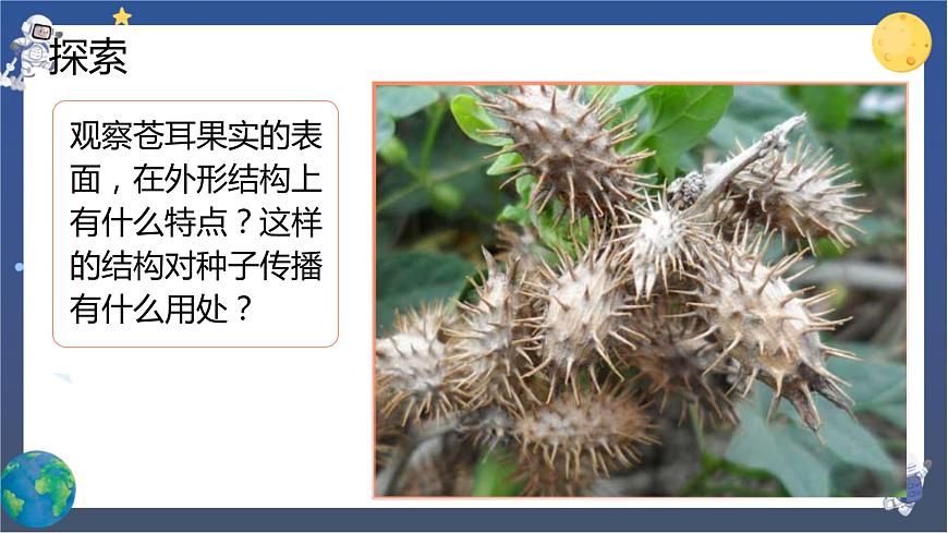 第7課時 種子的傳播第7頁