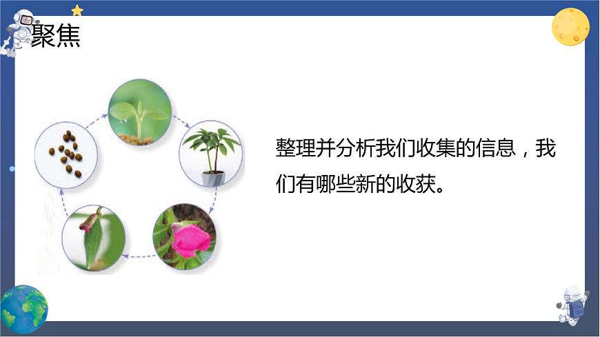 第8課時(shí) 鳳仙花的一生第2頁