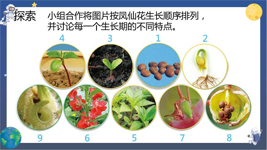 第8課時(shí) 鳳仙花的一生第4頁