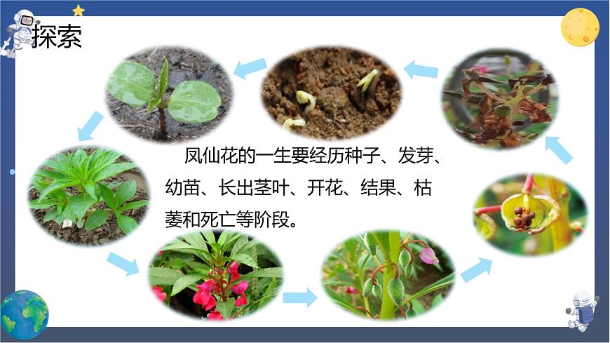 第8課時(shí) 鳳仙花的一生第5頁
