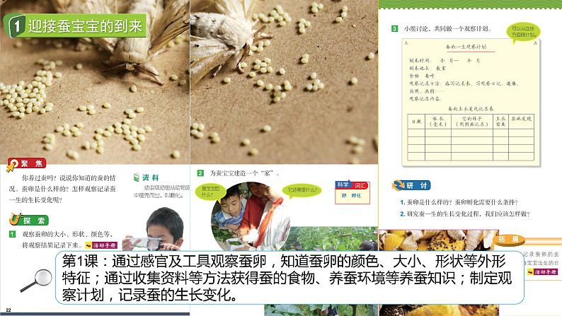 教科版科学三下 2.《动物的一生》单元复习课件06