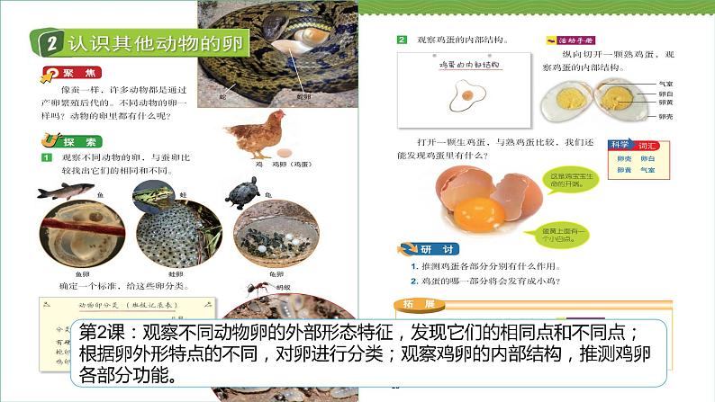教科版科学三下 2.《动物的一生》单元复习课件07