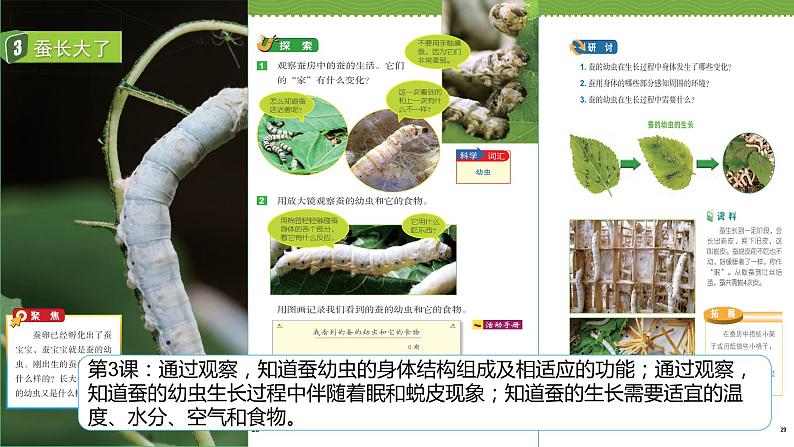 教科版科学三下 2.《动物的一生》单元复习课件08