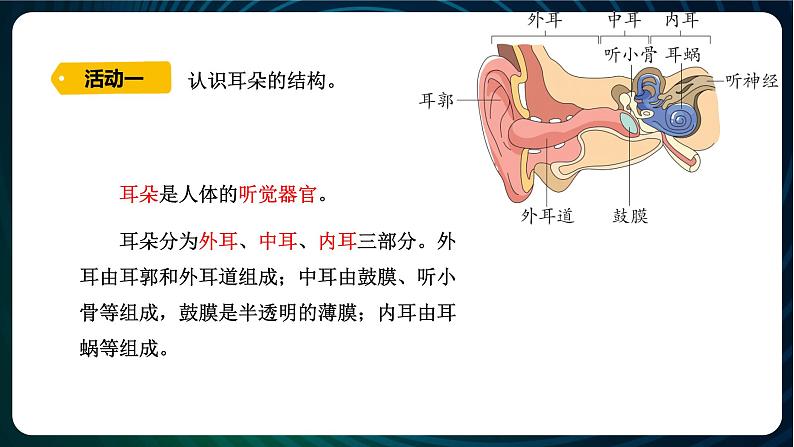 新青岛版科学六年级下册3 听觉 课件PPT第4页