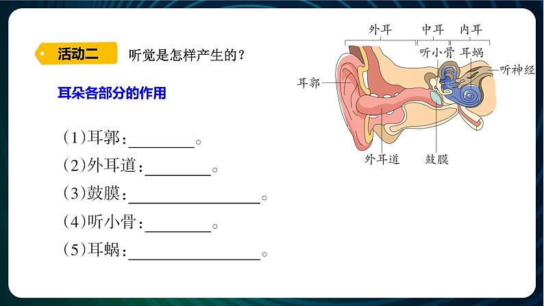 新青岛版科学六年级下册3 听觉 课件PPT第5页