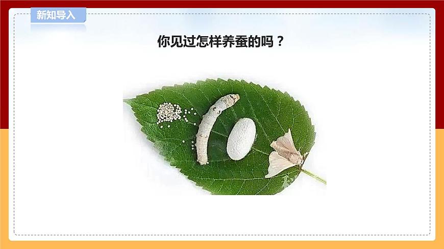 5.15《養(yǎng)蠶》課件 第5頁