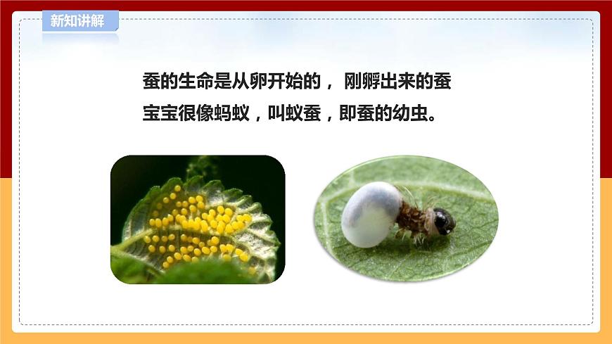 5.15《養(yǎng)蠶》課件 第7頁
