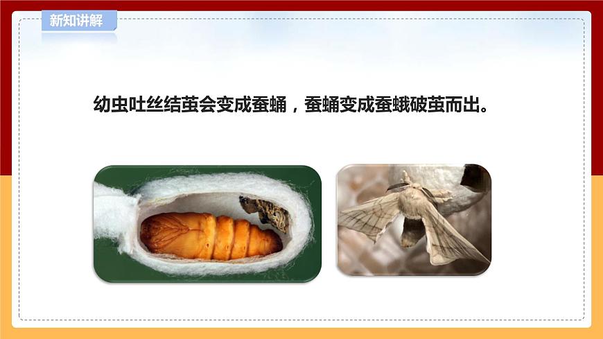 5.15《養(yǎng)蠶》課件 第8頁