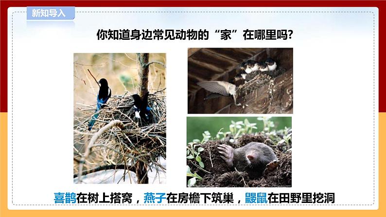 【青岛版六三制】四下科学 5.16《动物的家》(课件+教案+练习)04